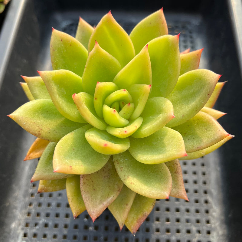 glowing star succulent Echeveria Agavoides 'Ringo Star' 4" Succulent Plant