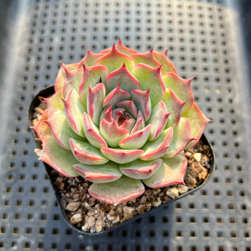 chihuahuaensis succulent Echeveria Chihuahuaensis Hybrid Flower Village Original Hybrid 2