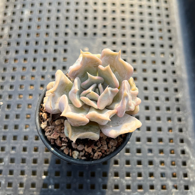 dehydrated succulent Echeveria 'Thriller Pearl' 2" Succulent Plant