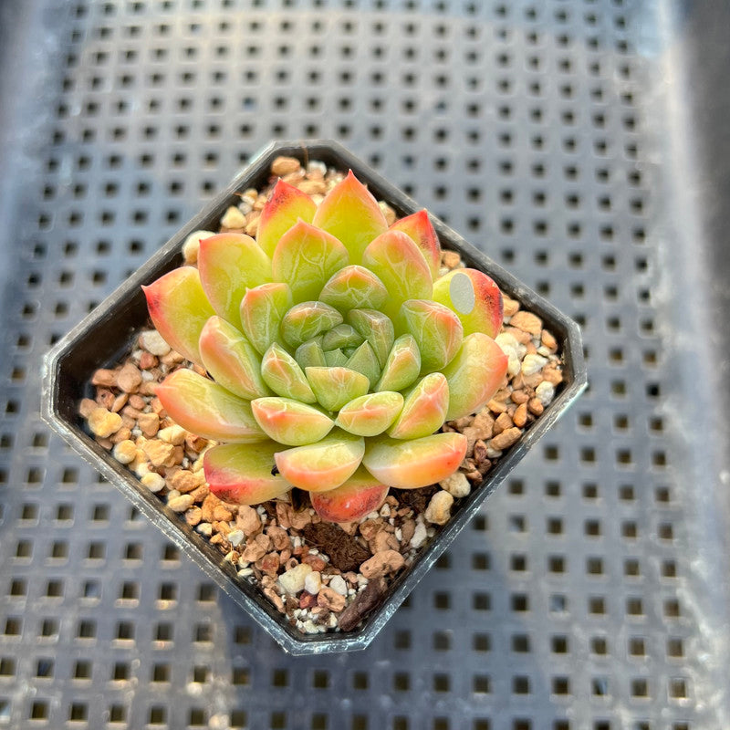 succulent hybrids Echeveria 'Sarahime' x 'Hyalina' Hybrid 2" Flower Village Original Hybrid  Succulent Plant