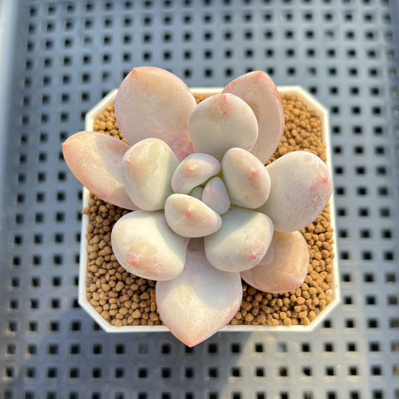 Echeveria Hybrid sp. 1"-2" Hand-Selected Clone (From Brotherly Farm) Succulent Plant Cutting