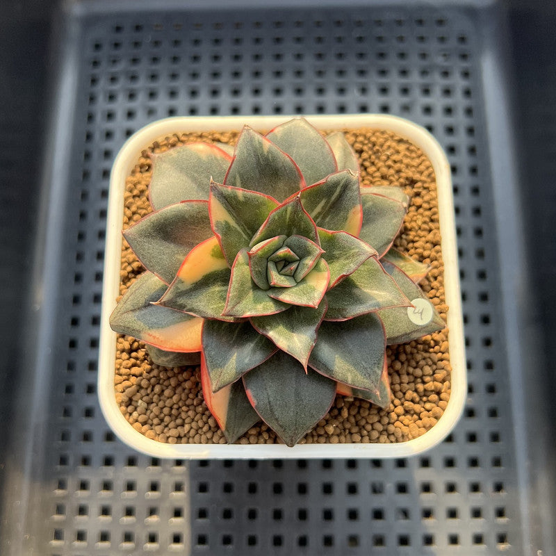 Echeveria 'Monocerotis' Variegated 3" Succulent Plant Cutting