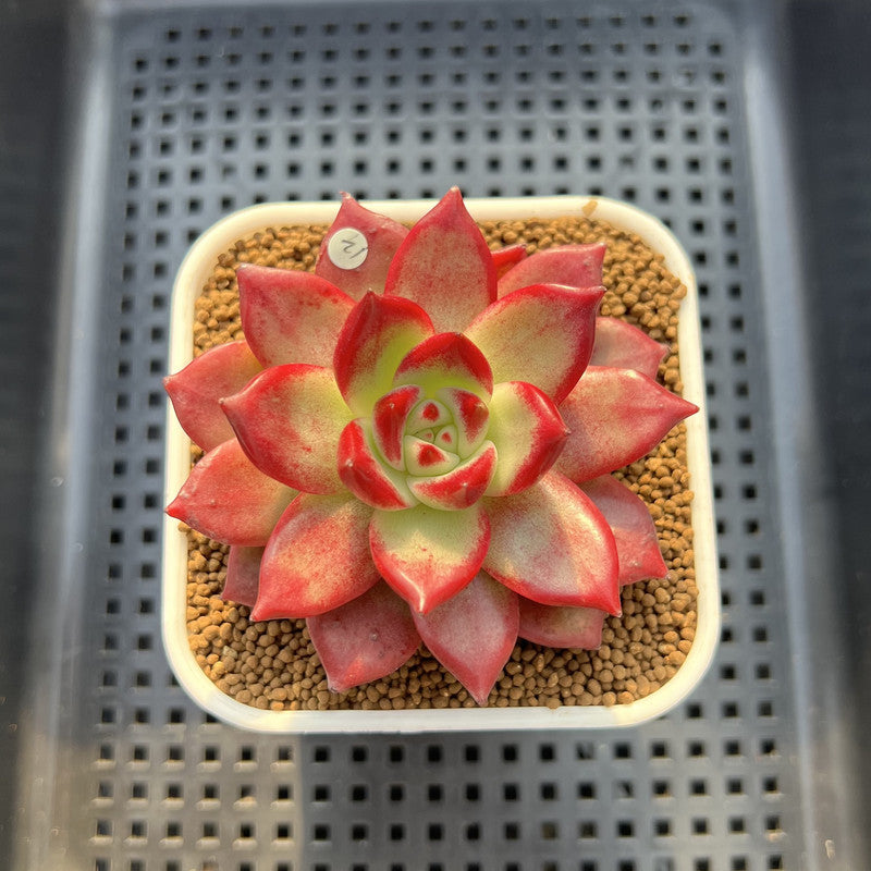 Echeveria Agavoides 'Red Plum' 2"-3" Succulent Plant Cutting