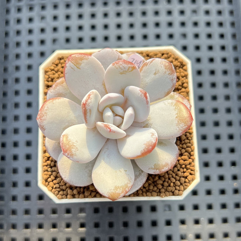 Echeveria Laui 2" Succulent Plant Cutting