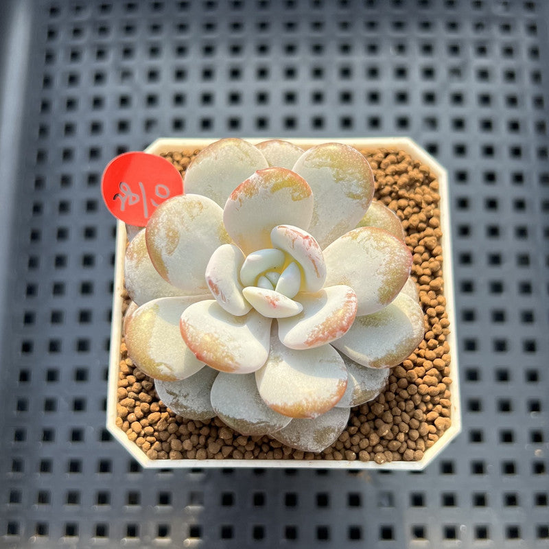 Echeveria Laui 2" Succulent Plant Cutting