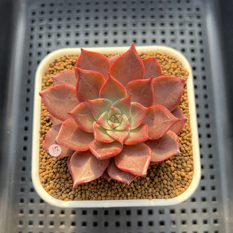 Echeveria 'Evelyn' 2" Succulent Plant Cutting