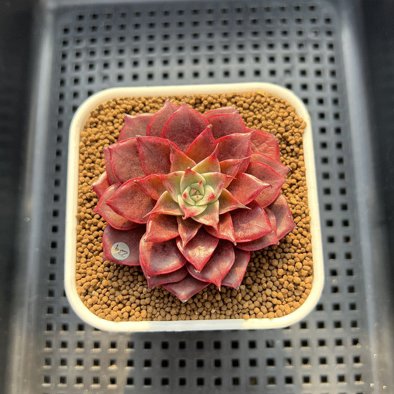 Echeveria 'Evelyn' 2" Succulent Plant Cutting