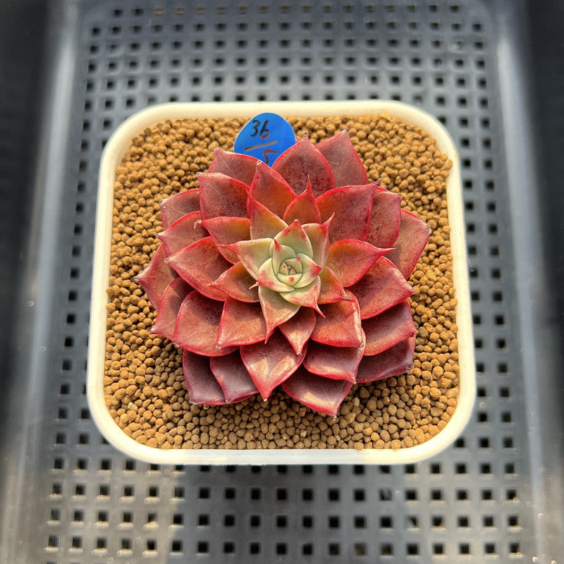 Echeveria 'Evelyn' 2" Succulent Plant Cutting