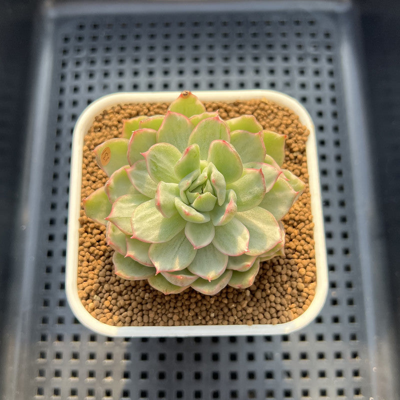 Echeveria Agavoides 'Queens Maria' Variegated 2"-3" Succulent Plant Cutting