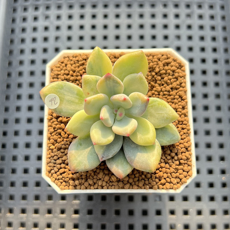 Pachyphytum 'Cute Finger' Variegated 1" Succulent Plant