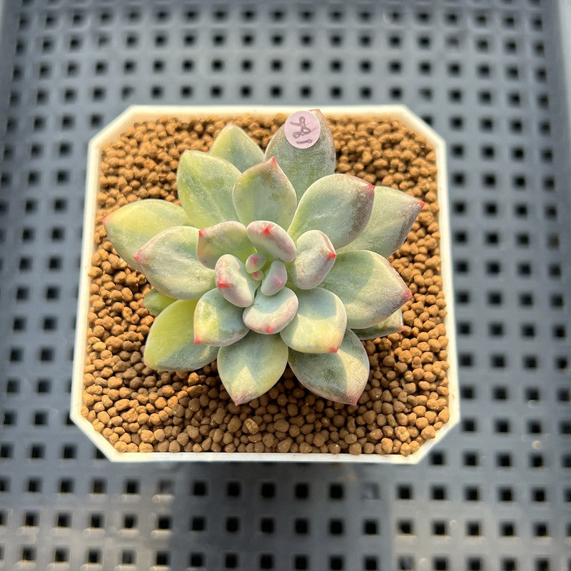 Pachyphytum 'Cute Finger' Variegated 1