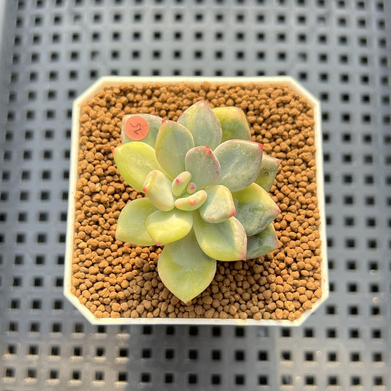 Pachyphytum 'Cute Finger' Variegated 1" Succulent Plant