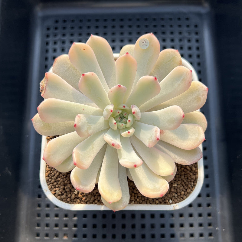 Echeveria 'Viyant' Variegated 2"-3" Succulent Plant Cutting