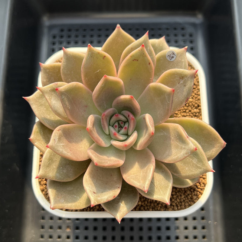 Echeveria 'Love & Soul' 3"-4" Succulent Plant Cutting