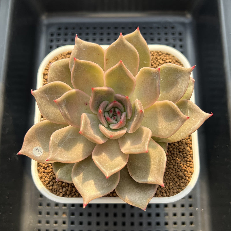 Echeveria 'Love & Soul' 3"-4" Succulent Plant Cutting