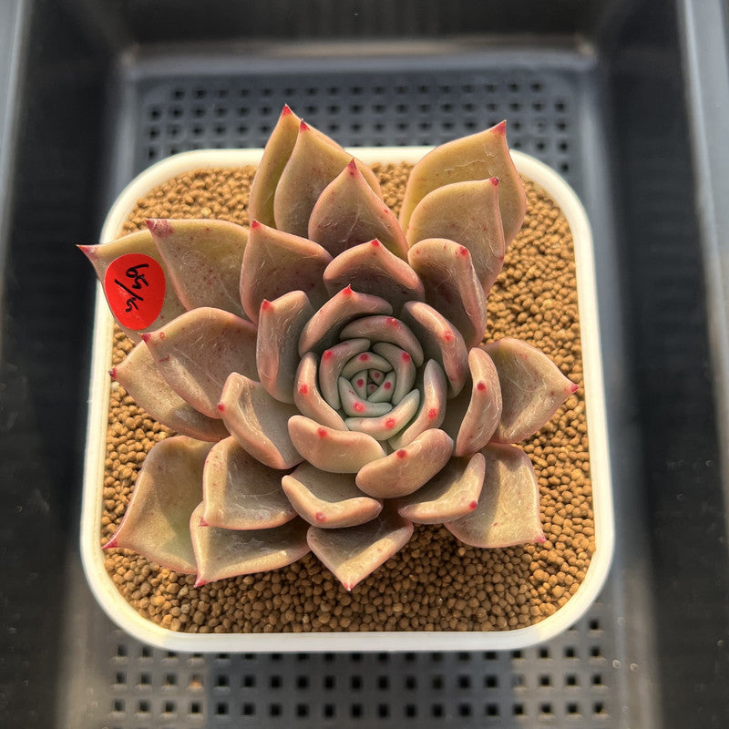 Echeveria 'Love & Soul' 3"-4" Succulent Plant Cutting