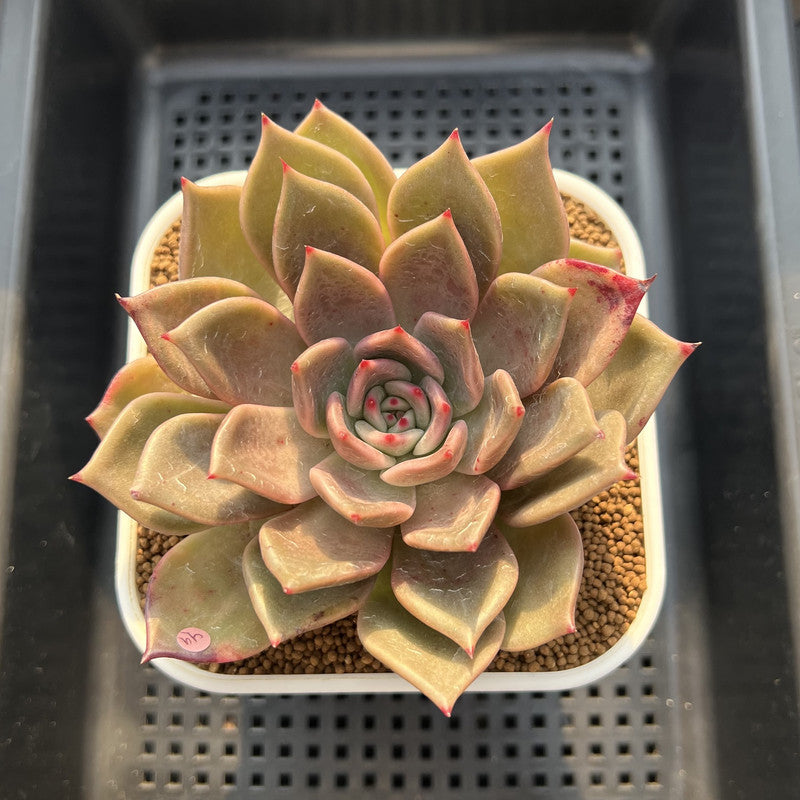 Echeveria 'Love & Soul' 3"-4" Succulent Plant Cutting