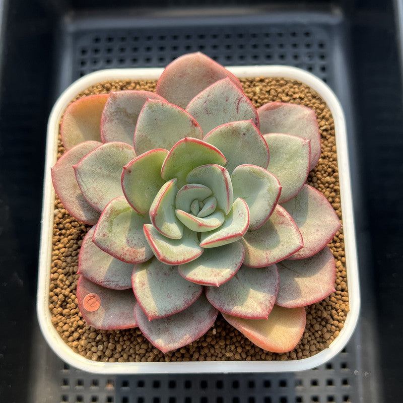 Echeveria 'Blue Velvet' 4" Succulent Plant Cutting