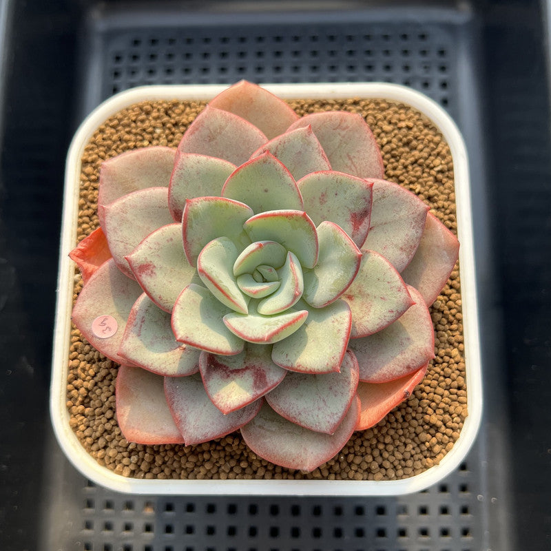 Echeveria 'Blue Velvet' 4" Succulent Plant Cutting
