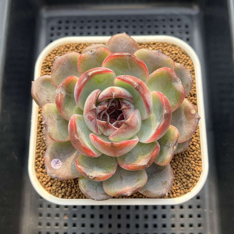 Echeveria 'Dark Opal' 3"-4" Succulent Plant Cutting