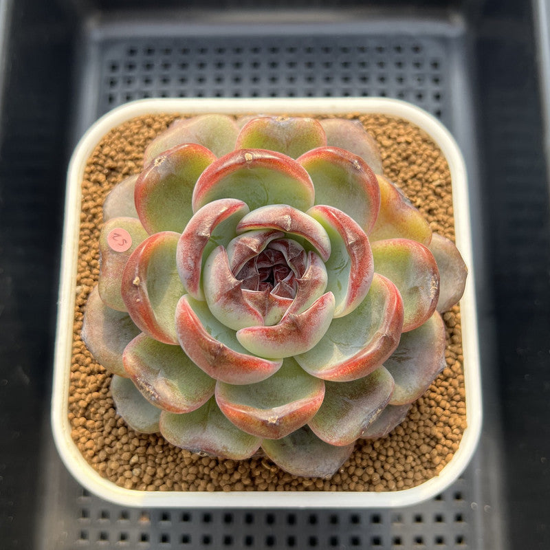 Echeveria 'Dark Opal' 3"-4" Succulent Plant Cutting