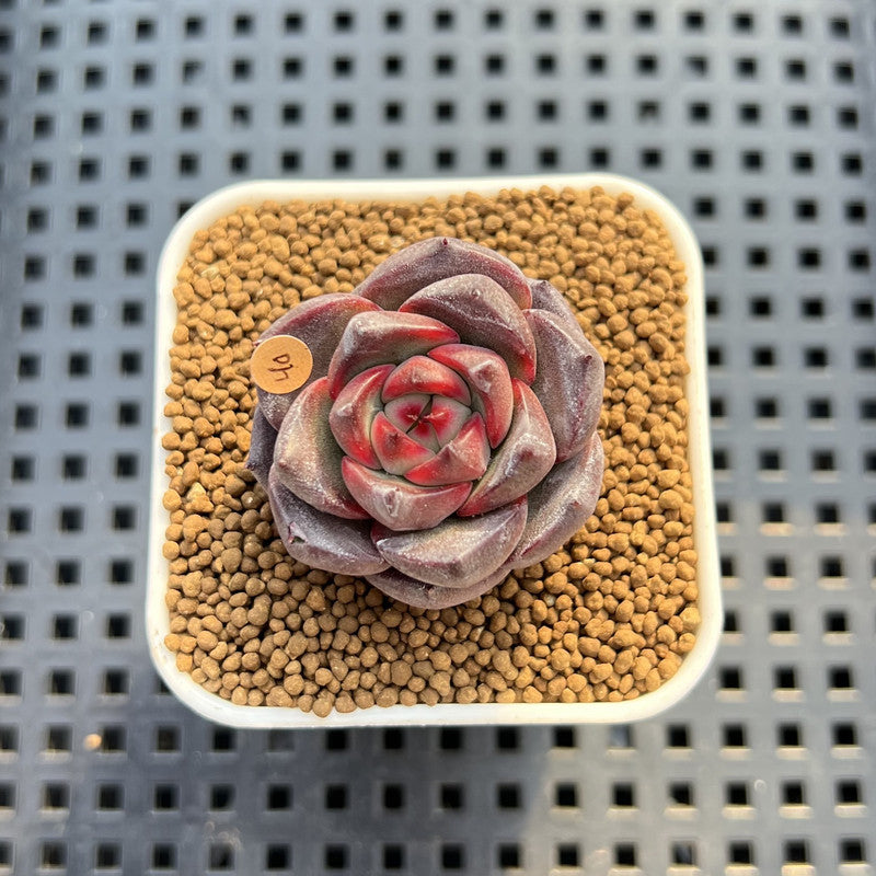 Echeveria 'Versace' 2" (New Hybrid by Brotherly Farm) Succulent Plant Cutting