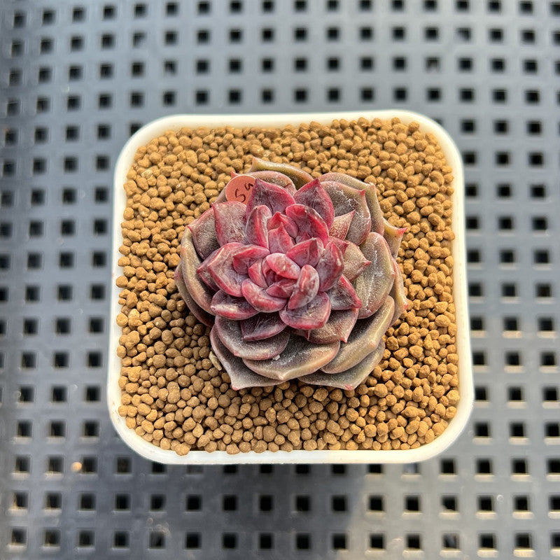 Echeveria 'ChicLoose' 2" (New Hybrid by Brotherly Farm) Succulent Plant Cutting