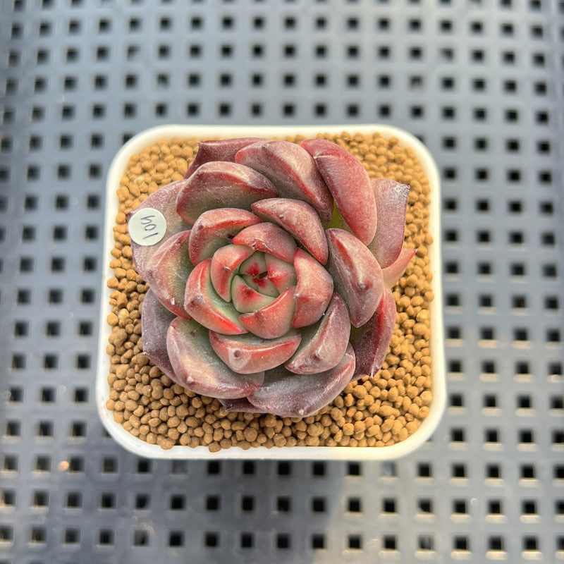 Echeveria 'Versace' 2" (New Hybrid by Brotherly Farm) Succulent Plant Cutting