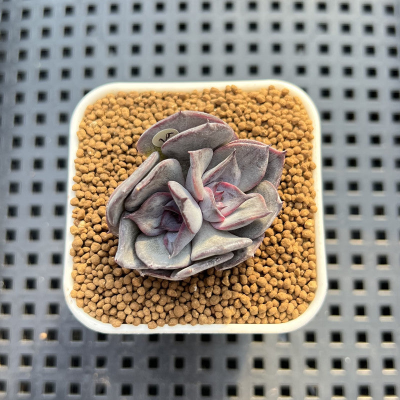 Echeveria 'Lucifer' 2" (New Hybrid by Brotherly Farm) Succulent Plant Cutting