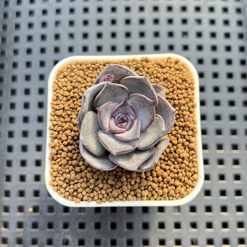 Echeveria 'Lucifer' 2" (New Hybrid by Brotherly Farm) Succulent Plant Cutting