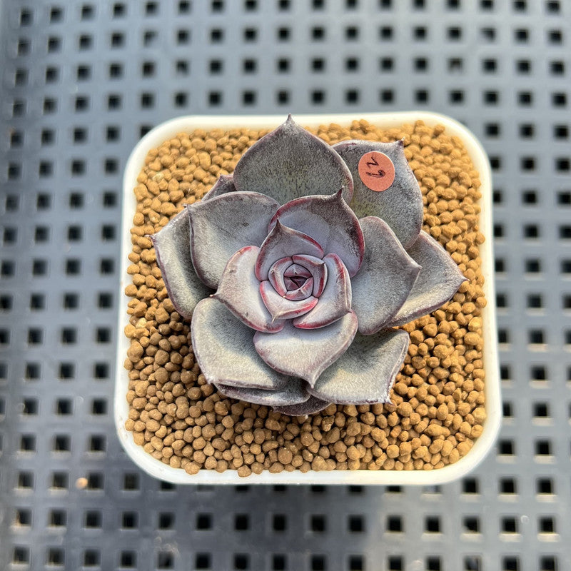 Echeveria 'Lucifer' 2" (New Hybrid by Brotherly Farm) Succulent Plant Cutting