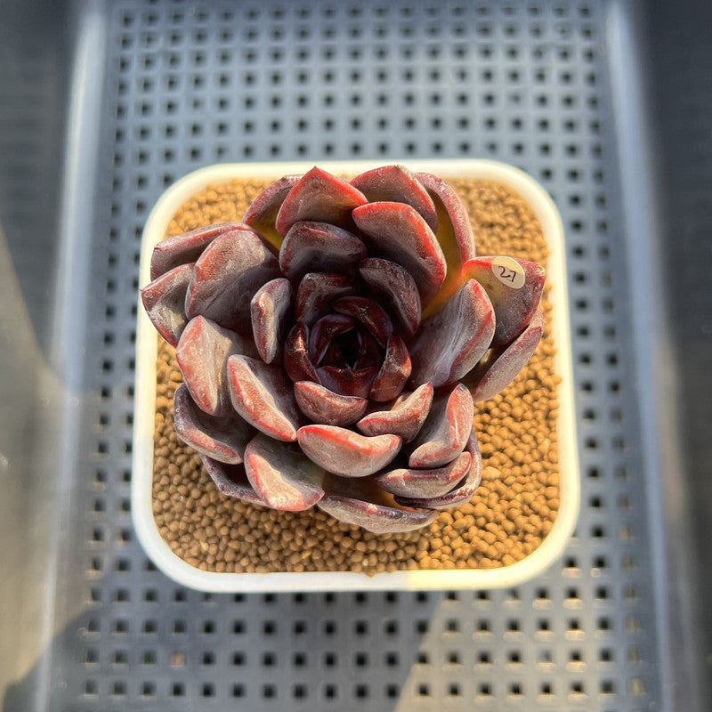 Echeveria Hybrid Sp. 2" (Brotherly Farm Hybrid) Succulent Plant Cutting