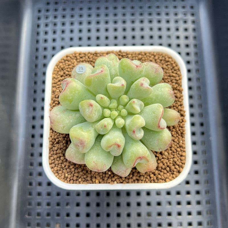 Echeveria 'Heart Ball' 2" Succulent Plant Cutting