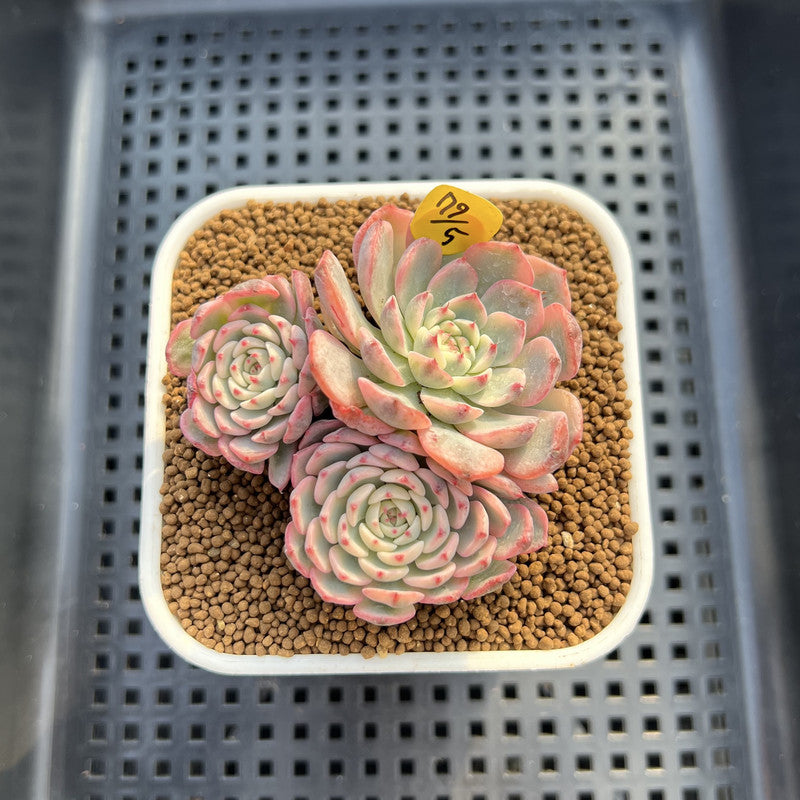 Echeveria 'Minima' Variegated 2" Cluster Succulent Plant
