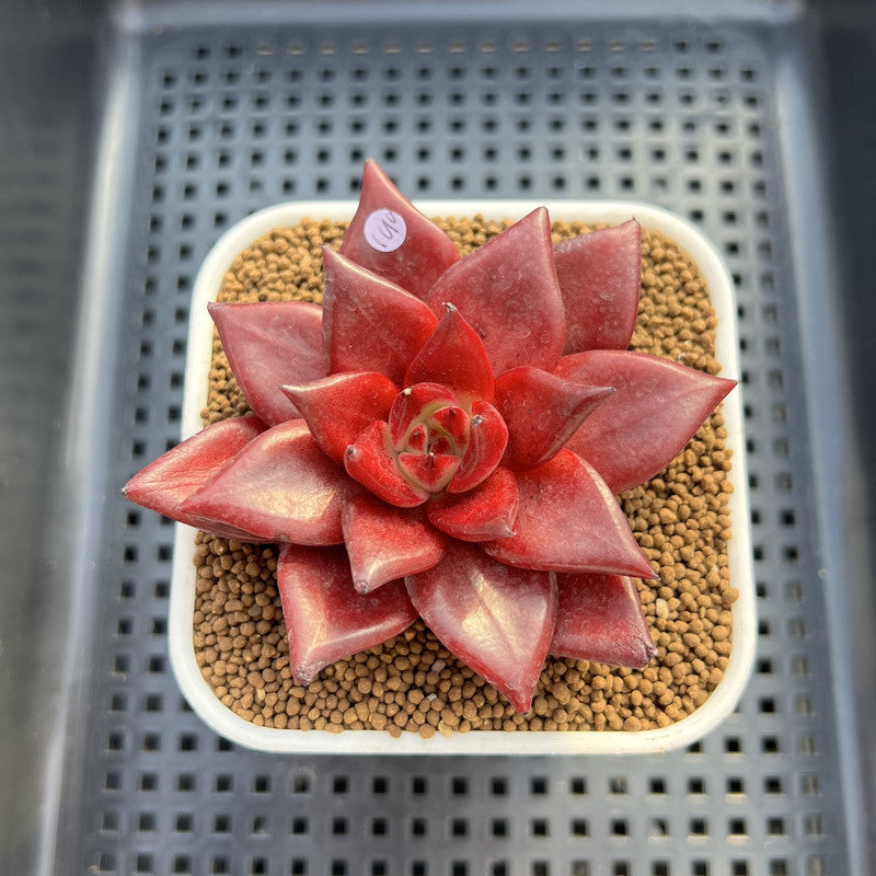 Echeveria Agavoides 'Luming' 2" Succulent Plant