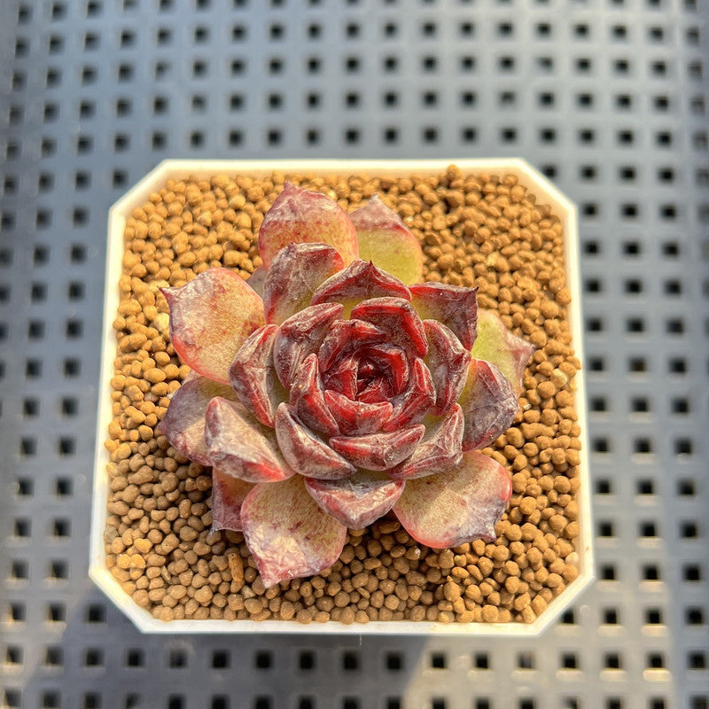 Echeveria Hybrid sp. 1"-2" Hand-Selected Clone (From Brotherly Farm) Succulent Plant Cutting