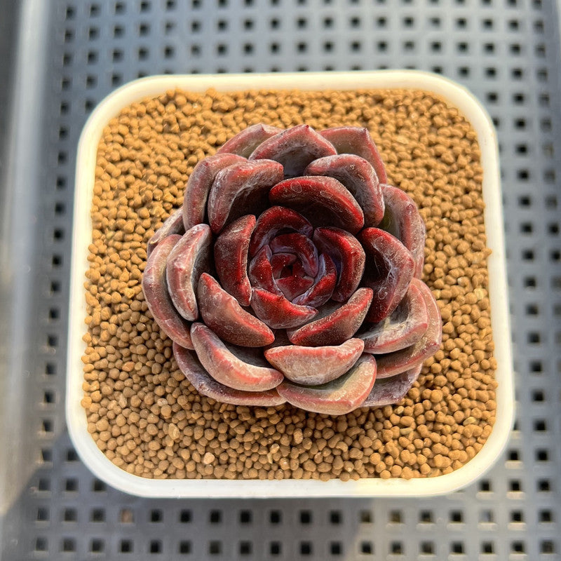 Echeveria Hybrid sp. 1"-2" Hand-Selected Clone (From Brotherly Farm) Succulent Plant Cutting