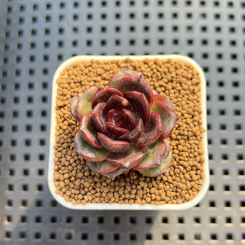Echeveria Hybrid sp. 1"-2" Hand-Selected Clone (From Brotherly Farm) Succulent Plant Cutting