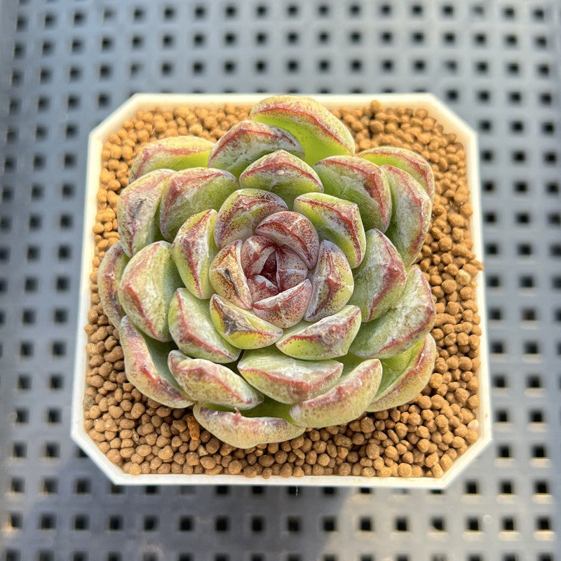 Echeveria Hybrid sp. 1"-2" Hand-Selected Clone (From Brotherly Farm) Succulent Plant Cutting