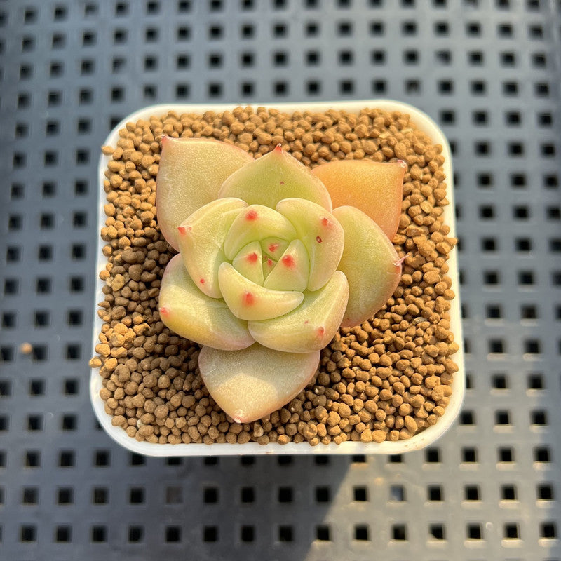 Echeveria Hybrid sp. 1"-2" Hand-Selected Clone (From Brotherly Farm) Succulent Plant Cutting