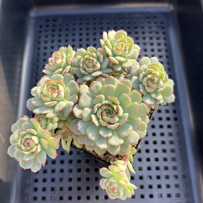 Echeveria 'Ravi Rose' ('Globulosa' Hybrid) Cluster 3" Succulent Plant