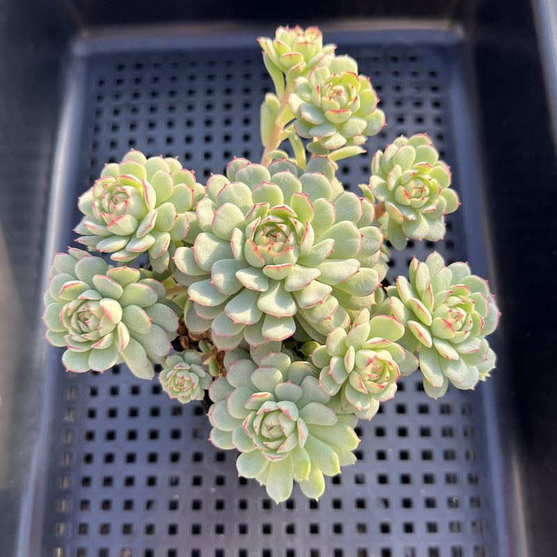 Echeveria 'Ravi Rose' ('Globulosa' Hybrid) Cluster 3" Succulent Plant