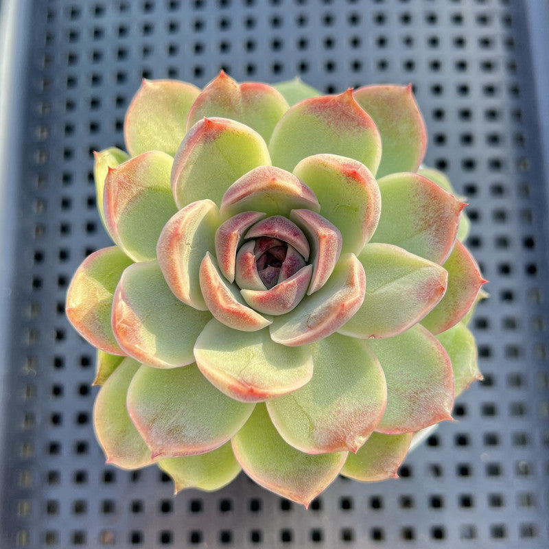 Echeveria 'Jade Bead' 3" Succulent Plant
