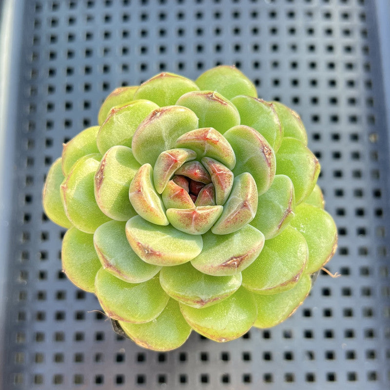 Echeveria 'Black Queen' x 'Albicans' Hybrid 2" Flower Village Original Hybrid Succulent Plant
