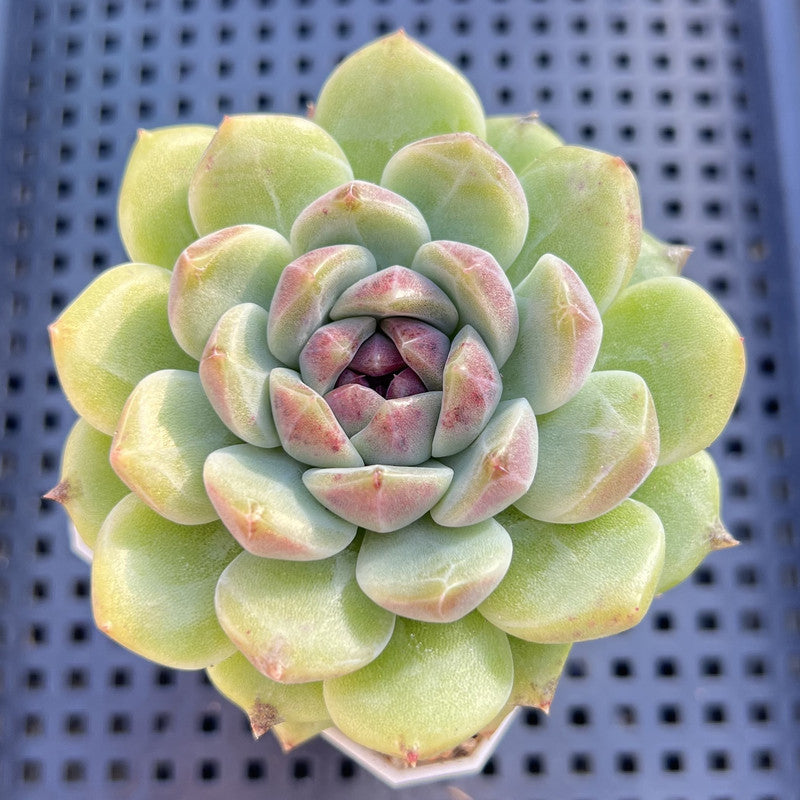 Echeveria 'Sarahime' x 'Hyalina' Hybrid 2" Flower Village Hybrid Succulent Plant