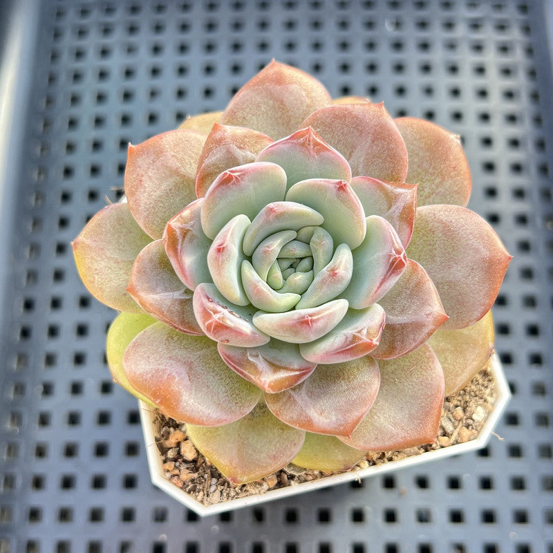 Echeveria 'Pumpkin' Jelly Type 2"-3" Succulent Plant