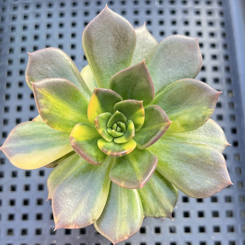 Echeveria 'Black Prince' Variegated 3" Succulent Plant
