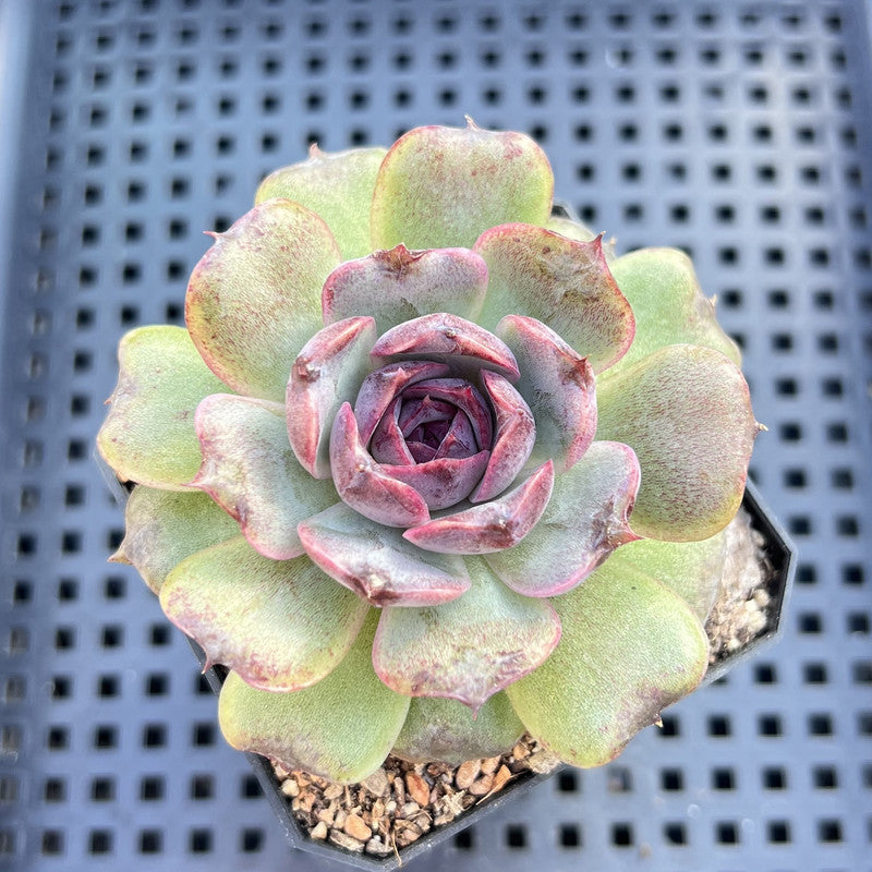 Echeveria 'Jadore' 3" Succulent Plant