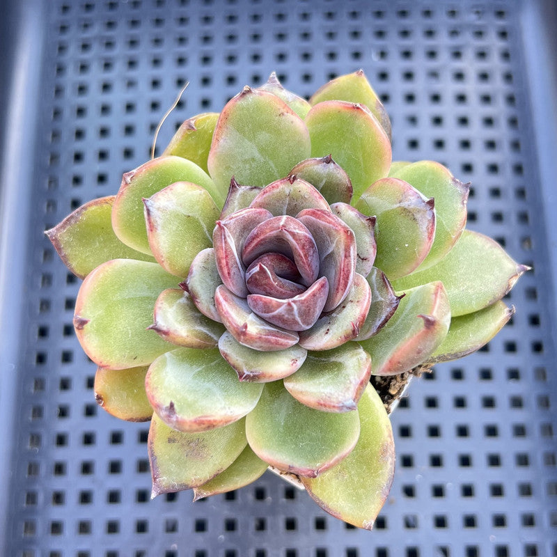 Echeveria 'Black Queen' Hybrid 3" Succulent Plant
