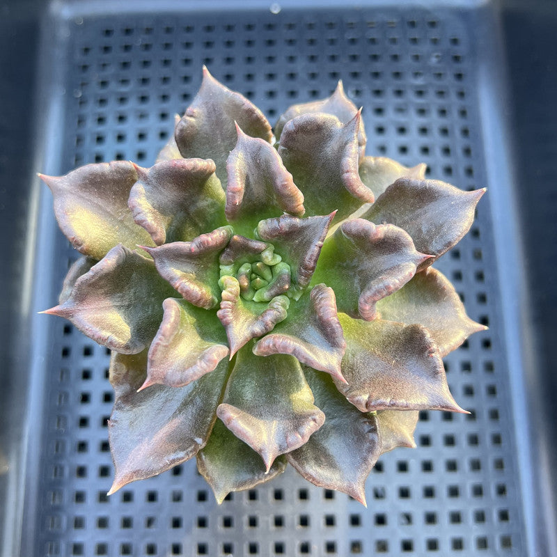 Echeveria 'Super Bowl' 3" Succulent Plant